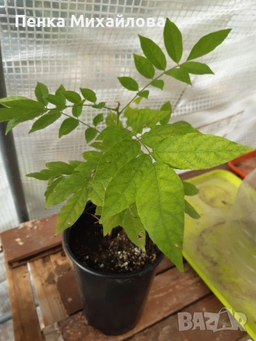 кадифен боб/Mucuna pruriens/, снимка 2 - Разсади - 52314240