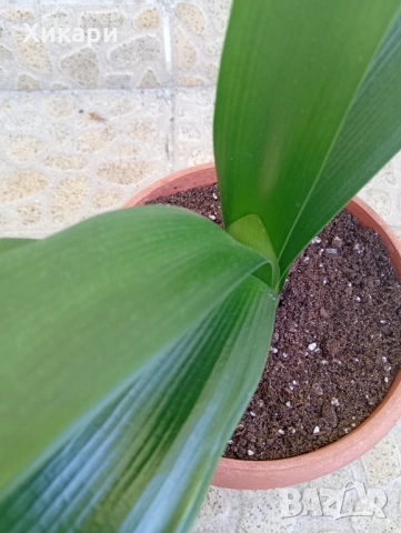 Кливия БЕЗ цвят, снимка 2 - Стайни растения - 53849912