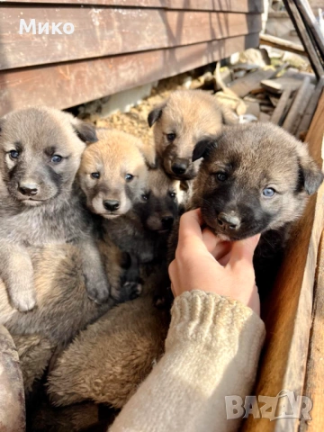Чехословашки вълчак - Кангал, снимка 3 - Кангал - 53396270