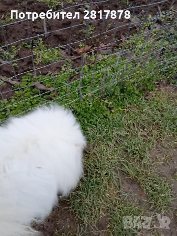 померан , снимка 2 - Шпиц - 53207833