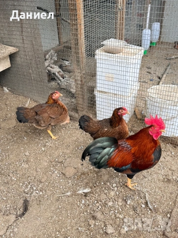 Велсумер джудже, снимка 2 - Кокошки и пуйки - 53662849