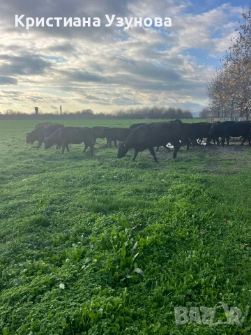 Продавам месодайни крави и телета, снимка 2 - Крави - 52697284