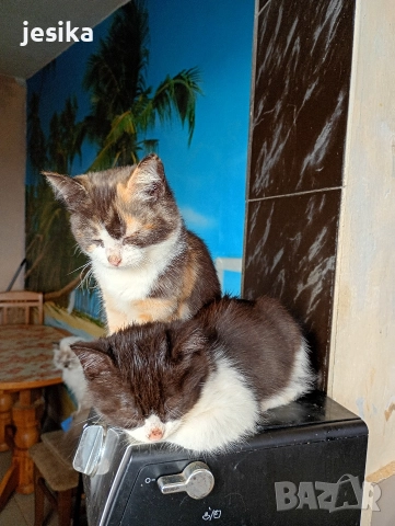 малки сладки котенца полуперсийчета , снимка 2 - Други - 52403277