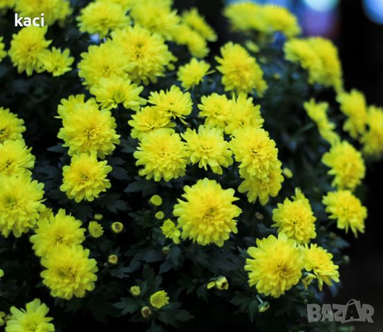 корен от хризантема., снимка 1 - Градински цветя и растения - 45696407