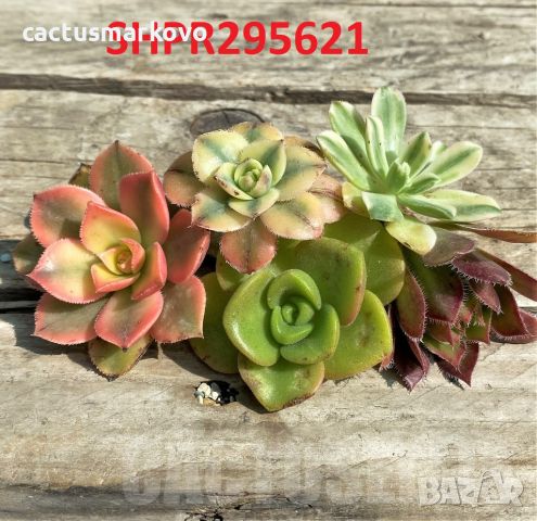 Aeonium mix, 5бр резници, снимка 2 - Стайни растения - 46740968