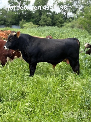 Домашно Телешко Месо 100%БИО-Свинско месо полувинки и четвъртини-8.50лв/кг, снимка 2 - Домашни продукти - 52463506