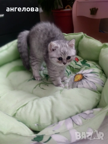 Сребърна чинчила , снимка 12 - Британска късокосместа - 53581047