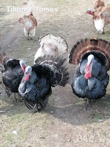 продавам домашно гледани пуйки пуяци , снимка 5 - Кокошки и пуйки - 52243231