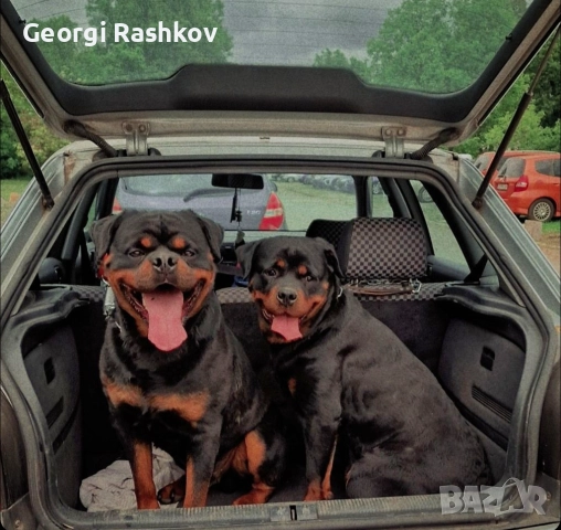 Ротвайлери , снимка 18 - Ротвайлер - 52298947