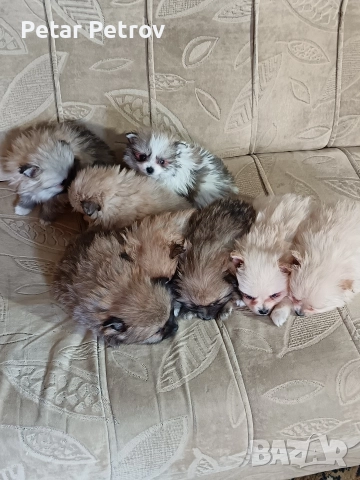 Шпиц мини , снимка 17 - Шпиц - 52812758