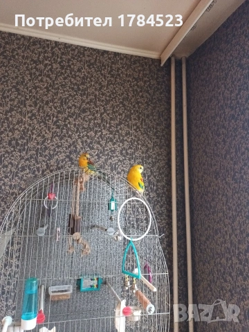 Поен мъжки папагал 25г, снимка 7 - Папагали - 54091098