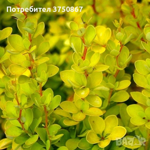 🧡🌿☀️ Берберис Тунберга ‘Aurea’ (Berberis thunbergii ‘Aurea’) 