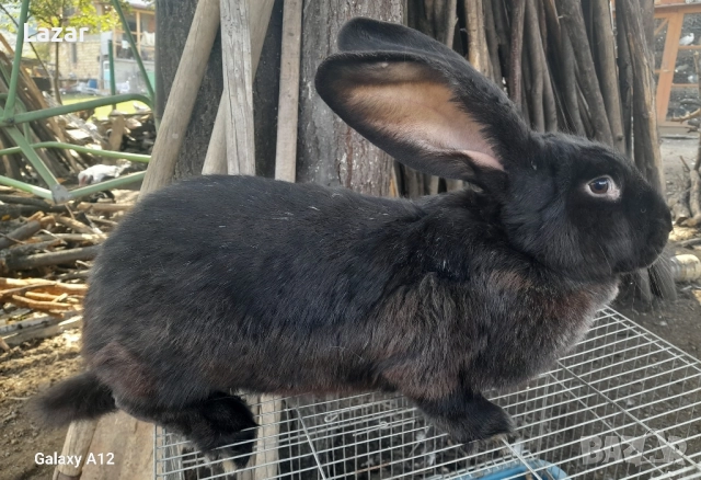 Продавам Зайка черен великан