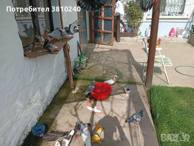 Блондинети , стандартни ардезио пощенски гълъби и още, снимка 2 - Гълъби - 54192620