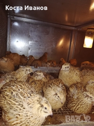 Пъдпъдъци, снимка 2 - други­ - 51723008