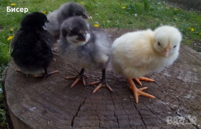 Продавам яйца от Брезе, снимка 2 - Кокошки и пуйки - 53818460