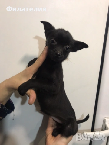 Мини ПИНЧЕР