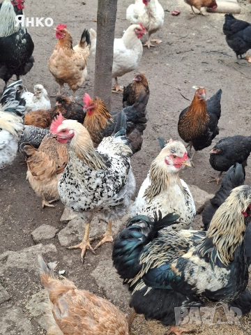 Домашни петли, снимка 6 - Кокошки и пуйки - 52912712