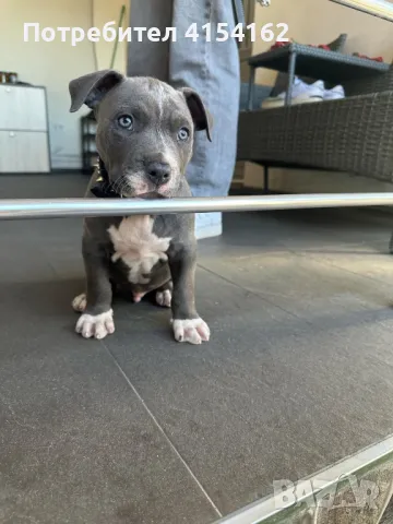 pitbull blue nose xl, снимка 1 - Питбул - 47884418