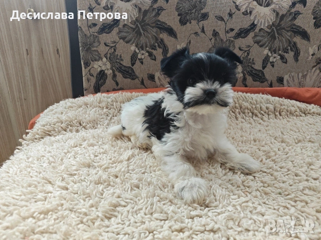 Продавам Бивър Йоркширски териер 