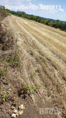 Земеделска земя - Нива - Категория 4, снимка 2 - Земеделска земя - 50814268
