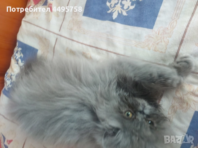 Персийски котенца, снимка 9 - Персийска - 51754390