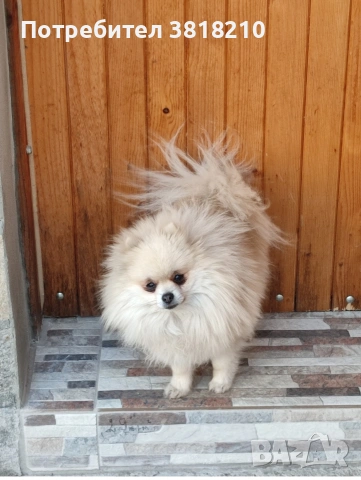 померан момиче, снимка 2 - Померан - 51681750