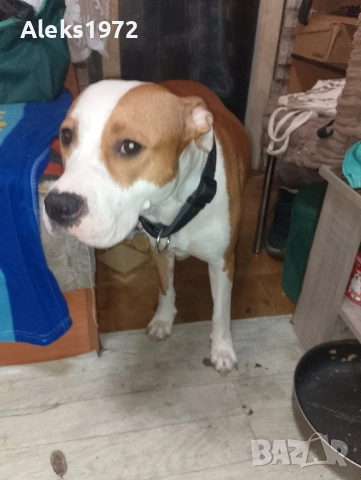 Американски Стаф Фуршиски Териер , снимка 9 - Американски стафордширски териер - 52692658