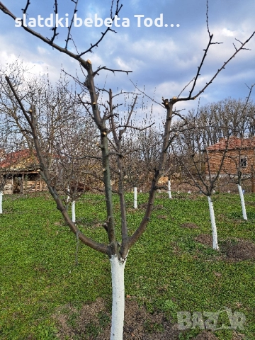 УСЛУГИ ПО ЛОЗАРСТО И ОВОЩАРСТО , снимка 6 - Други оферти за работа - 52306654