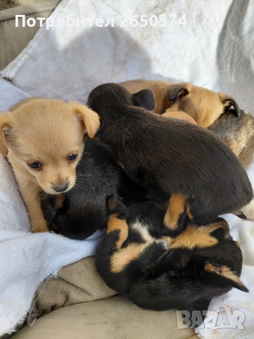 Чихо-пинчери, снимка 9 - Пинчер - 52837625