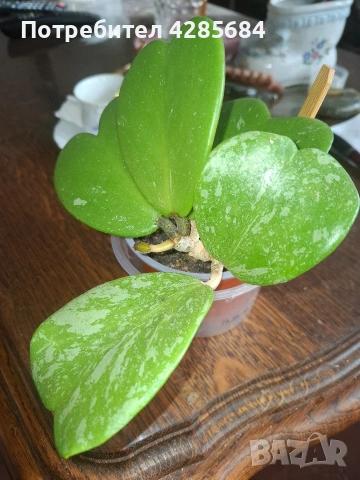 хоя кери сплаш, снимка 9 - Стайни растения - 51453019