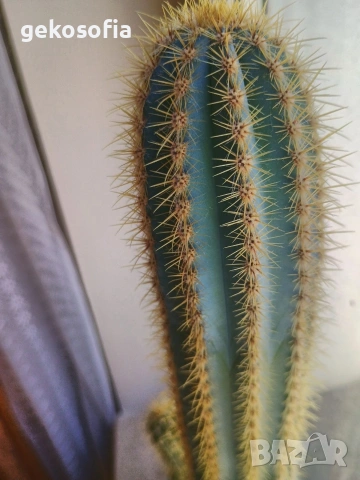 Продавам кактуси 3 броя, снимка 4 - Стайни растения - 53844933