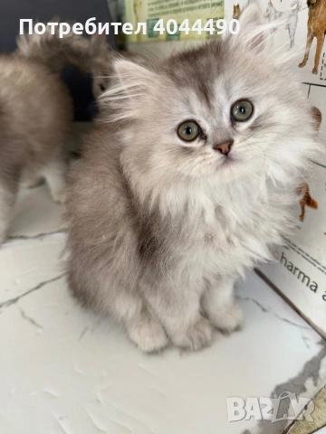 Британска дългокосместа сребърна чинчила, снимка 3 - Чинчили - 50918521