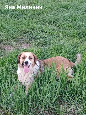 Малка госпожица търси своето семейство 