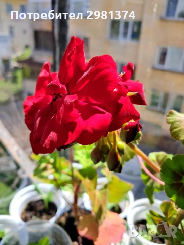 Мушкато калиопе