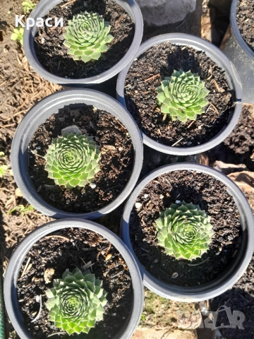Комплекти седуми., снимка 3 - Градински цветя и растения - 52413728