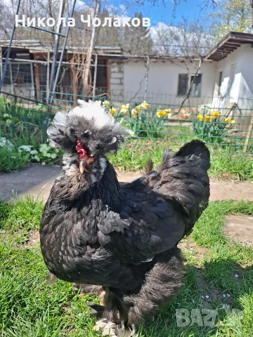 Струмски стандарт яйца , снимка 3 - Кокошки и пуйки - 54215414