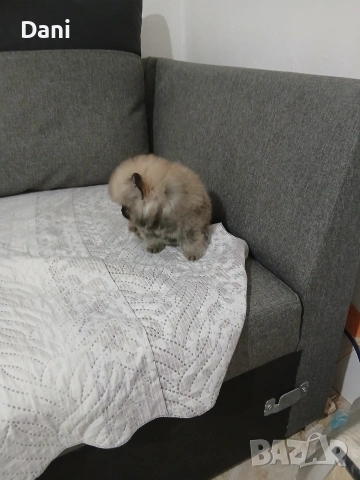 Mini Pomeran, снимка 9 - Померан - 53717466