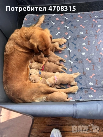 Голдън ретривър игриво момченце