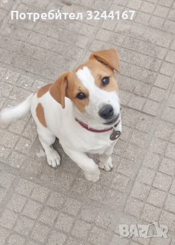 Джак Ръсел, снимка 4 - Джак ръсел териер - 51026887