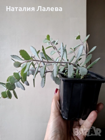 Каланхое Пумила,  Kalanchoe pumila, снимка 4 - Стайни растения - 53591442