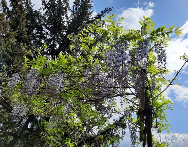 Вистерия/ глициния, снимка 5 - Градински цветя и растения - 51414363