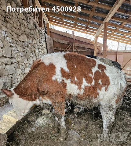 Продавам женско теле симентал 300+ кг., снимка 2 - Крави - 53426805