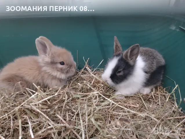 4 Декоративни бебе зайчета порода Лъвска глава - Перник  , снимка 3 - Декоративни зайчета - 46916127