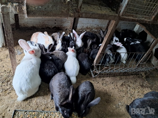 Продавам пресно заклани зайци, снимка 2 - Други животни - 52138363