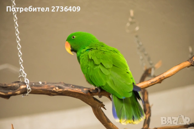 Благороден папагал Еклектус 