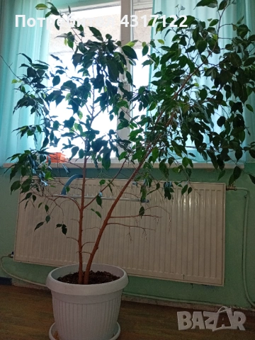 Бенджамин бенджамин, снимка 2 - Градински цветя и растения - 53830230