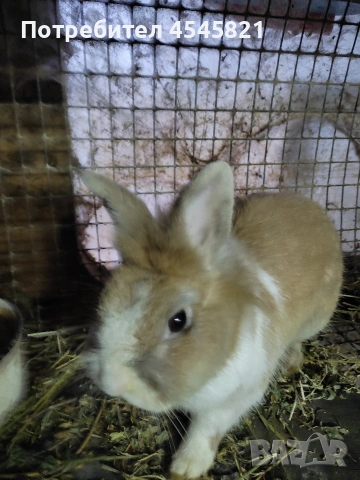 Мини зайче Лъвска глава