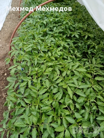## 🍅 **ПРОДАВАМ ПЪРВОКЛАСЕН РАЗСАД ДОМАТИ ОТ ПРОИЗВОДИТЕЛ** 🍅, снимка 4 - Разсади - 54156535
