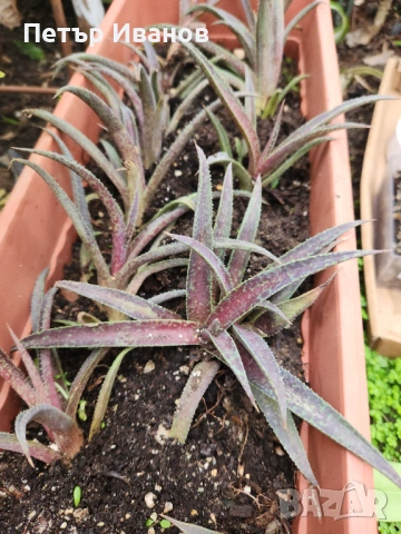 Мангаве , снимка 2 - Градински цветя и растения - 54164179